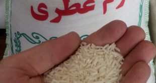 خرید برنج طارم ایرانی
